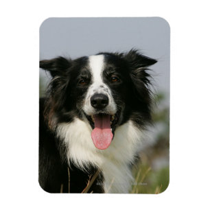 Border-Collie-KeuchenHeadshot 1 Magnet