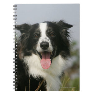 Border-Collie-KeuchenHeadshot 1 Notizblock