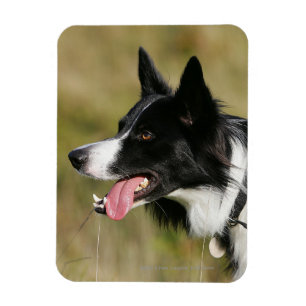 Border-Collie-KeuchenHeadshot 2 Magnet