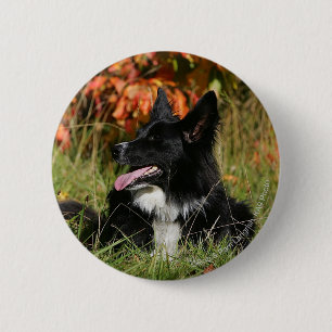 Border-Collie-Keuchenniederlegung Button