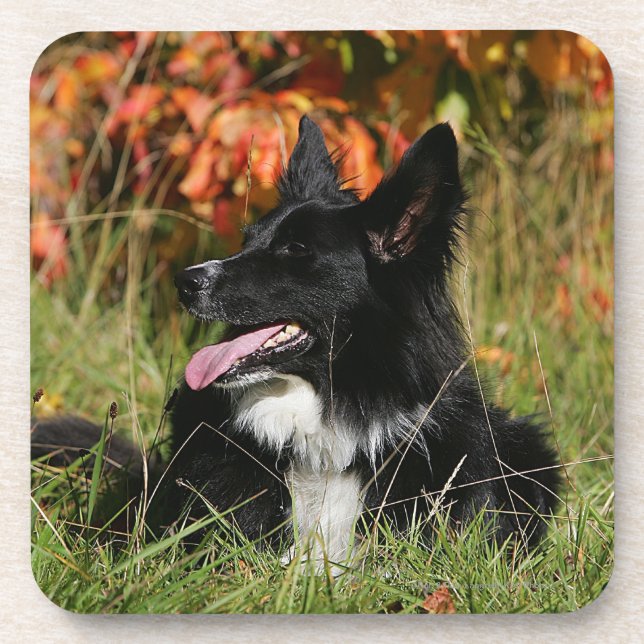 Border-Collie-Keuchenniederlegung Untersetzer (Vorderseite)