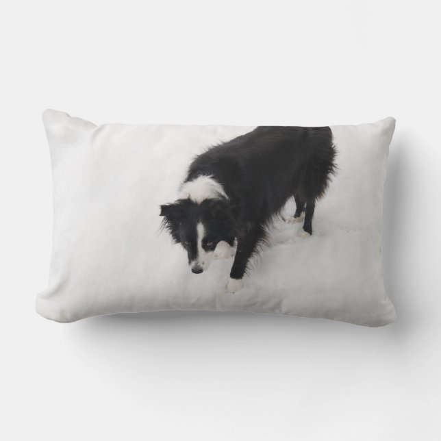 Border-Collie-Kissen Lendenkissen (Vorderseite)