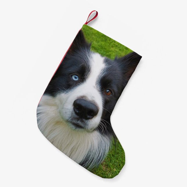Border Collie Kleiner Weihnachtsmann-Strumpf Kleiner Weihnachtsstrumpf (Vorderansicht (hängend))