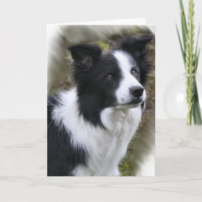 Border-Collie-Kunst-Geschenke Karte (Vorderseite)
