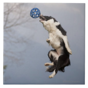 Border-Collie kurz vor dem Fangen des Ballhochs Fliese