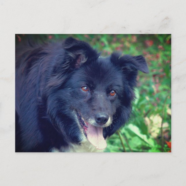Border Collie Lächeln Niedlicher Hund Postkarte (Vorderseite)