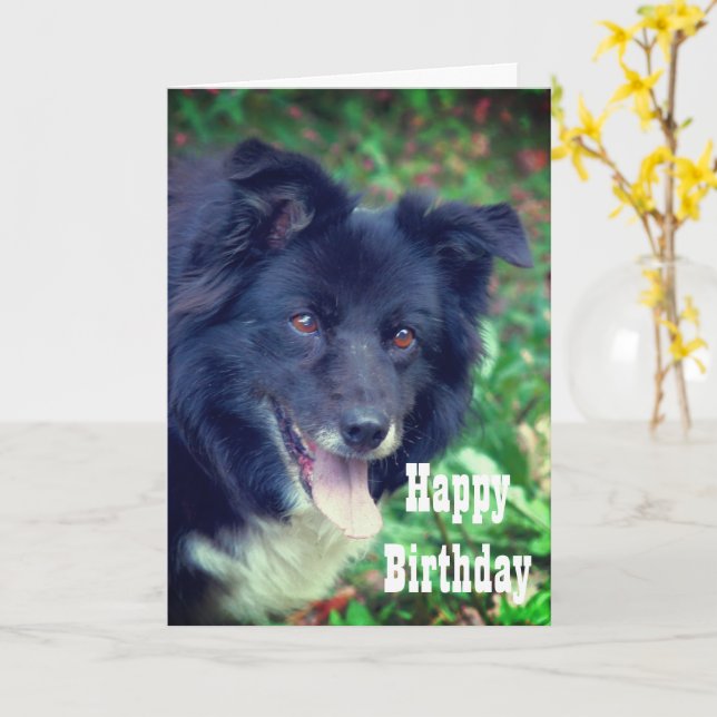 Border Collie Lächelnde Niedliche Geburtstag Card Karte (Gelbe Blume)