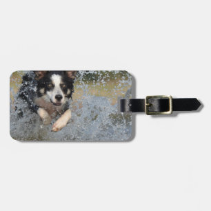 Border Collie läuft im Wasser Gepäckanhänger