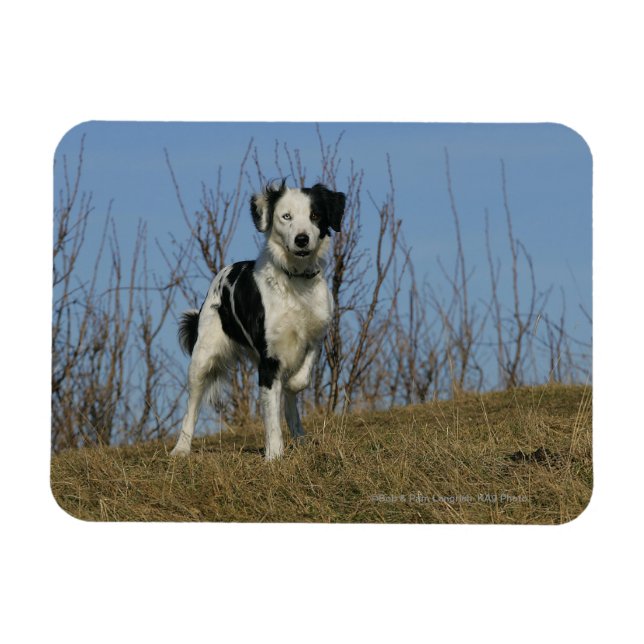 Border Collie Leg angehoben Magnet (Horizontal)