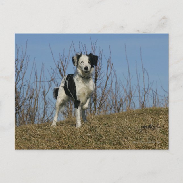 Border Collie Leg angehoben Postkarte (Vorderseite)