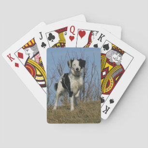 Border Collie Leg angehoben Spielkarten