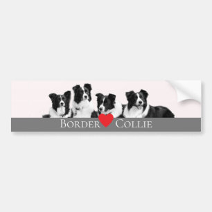 Border Collie Liebe Autoaufkleber