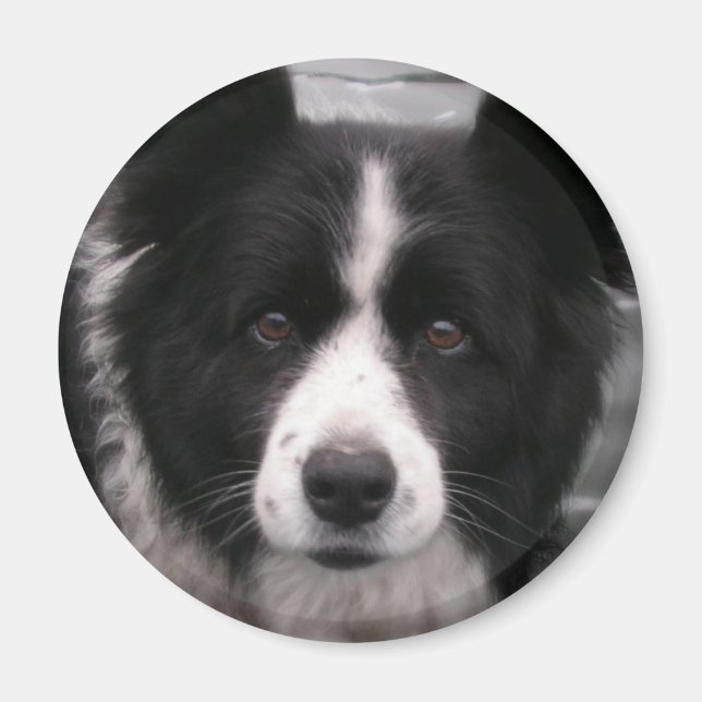 Border Collie Magnet (Vorne)