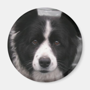 Border-Collie-Magnet Magnet