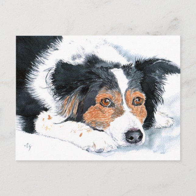 Border Collie Mattie Post Cards Postkarte (Vorderseite)