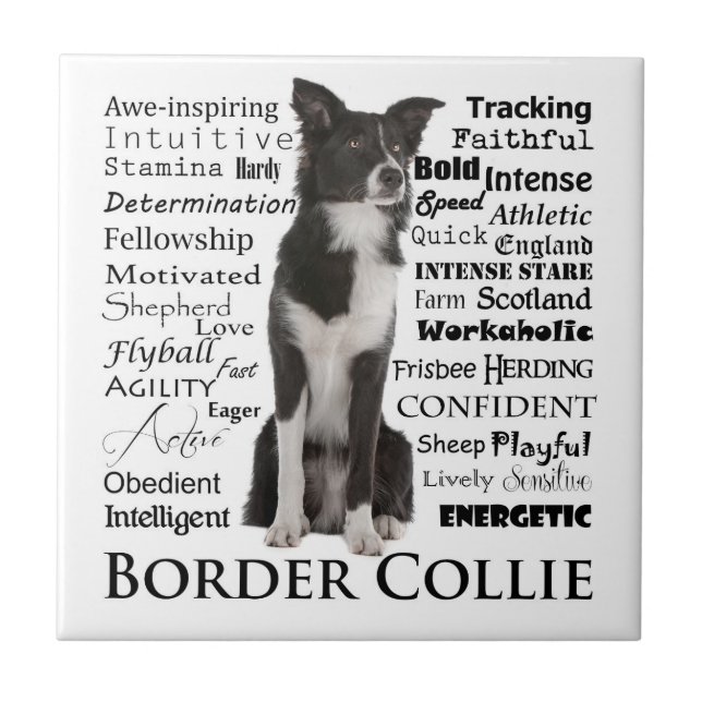 Border-Collie-Merkmal-Fliese Fliese (Vorderseite)