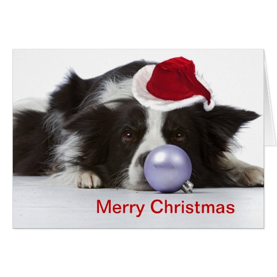Border-Collie mit Weihnachtshut Karte