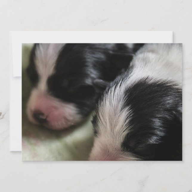 Border-Collie-neugeborene Welpen Einladung (Vorderseite)