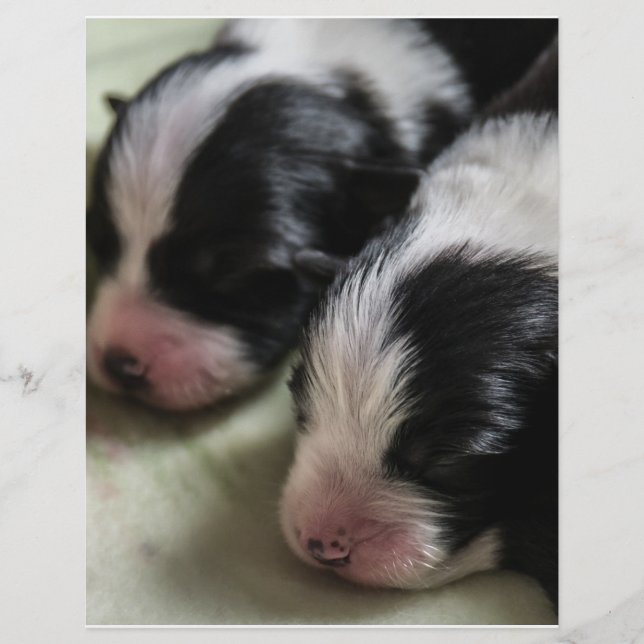 Border Collie Neugeborene Welpen Flyer (Vorne)