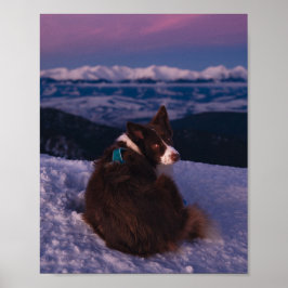Border Collie on Snowy Mountain Peak at Sunset Poster