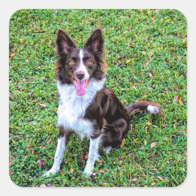 Border Collie p3 Quadratischer Aufkleber (Vorderseite)