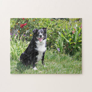 Border-Collie - Paddy - Pasten