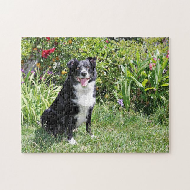 Border-Collie - Paddy - Pasten (Horizontal)