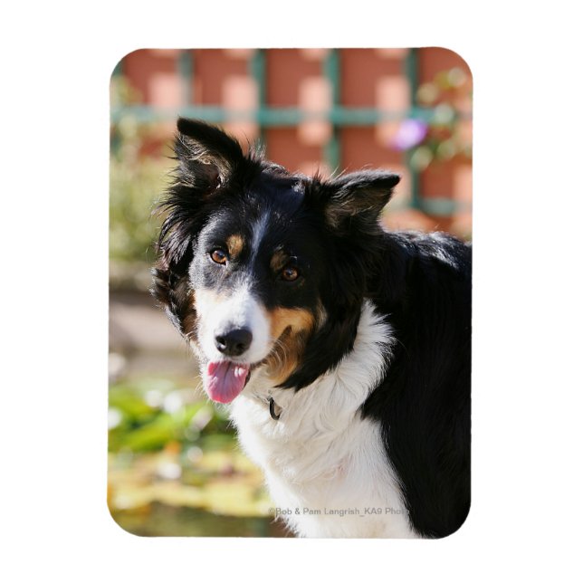Border Collie Panting 1 Magnet (Vertikal)