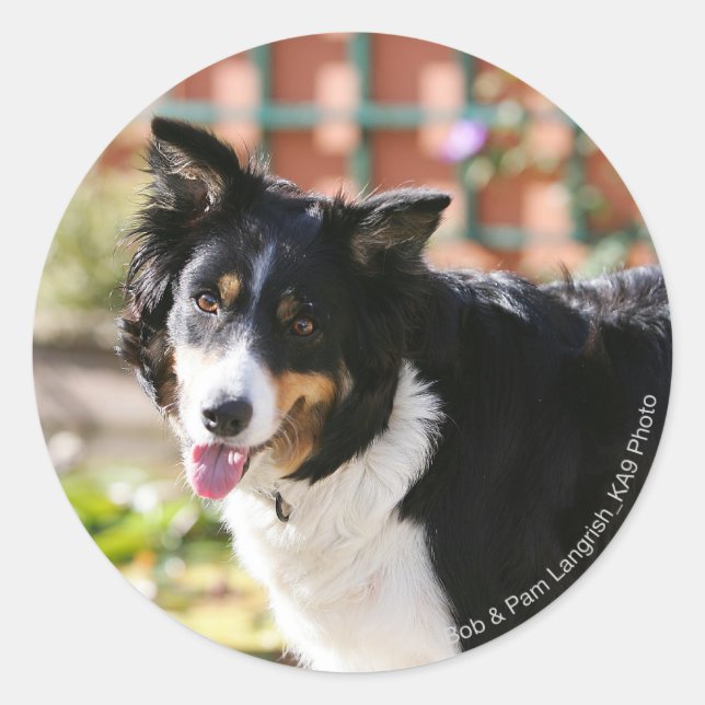 Border Collie Panting 1 Runder Aufkleber (Vorderseite)