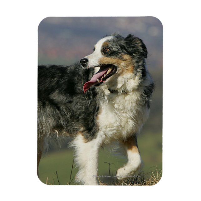 Border Collie Panting 2 Magnet (Vertikal)