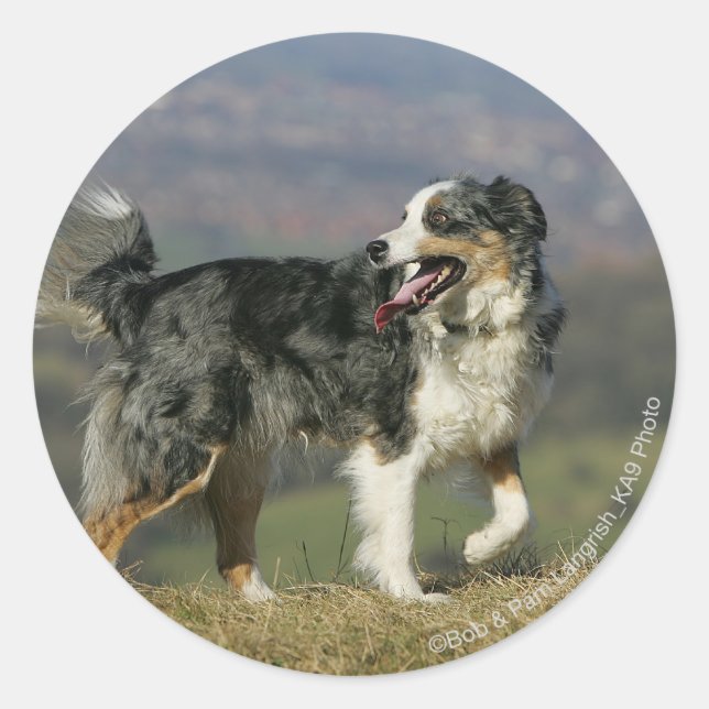 Border Collie Panting 2 Runder Aufkleber (Vorderseite)
