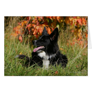 Border Collie Panting Down