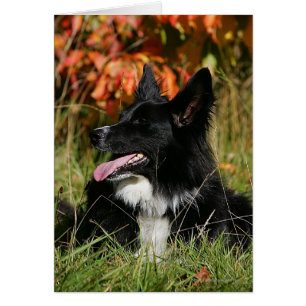 Border Collie Panting Down