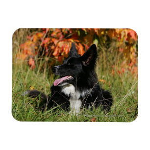 Border Collie Panting Down Magnet