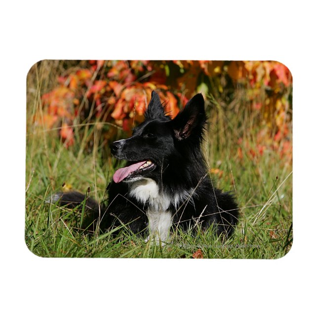 Border Collie Panting Down Magnet (Horizontal)