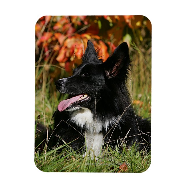 Border Collie Panting Down Magnet (Vertikal)