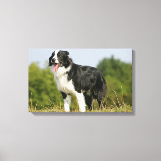 Border Collie Panting Stehend Leinwanddruck