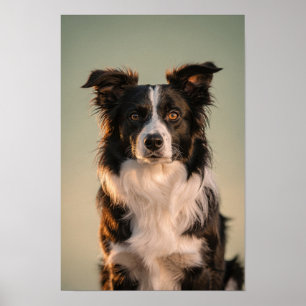 Border Collie-Porträt in Salbei und Creme Poster