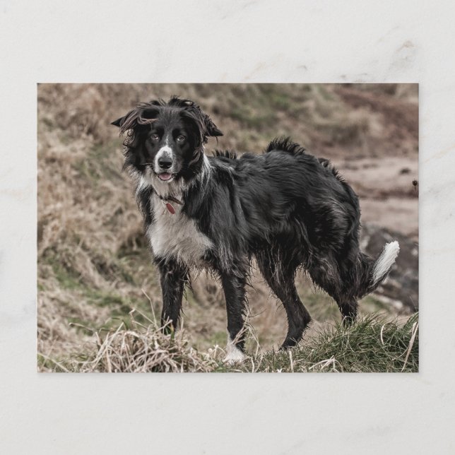 Border Collie Postcard Postkarte (Vorderseite)