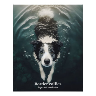 Border collie - poster