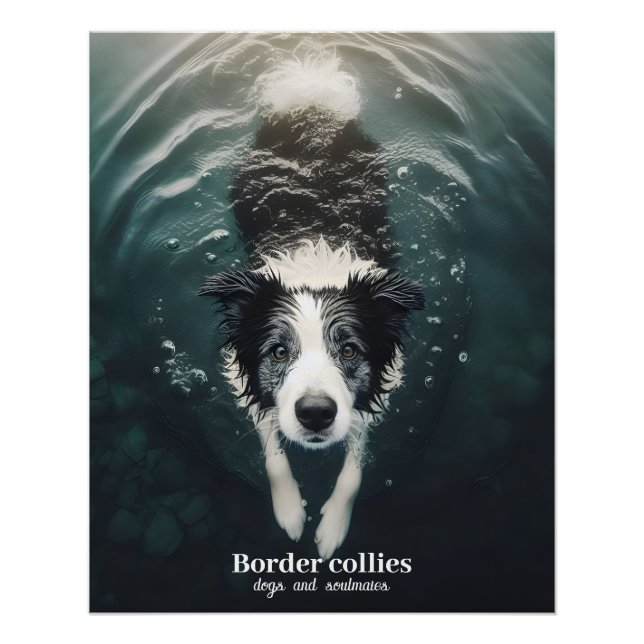 Border collie - poster (Vorderseite)
