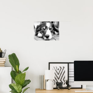 BORDER COLLIE POSTER