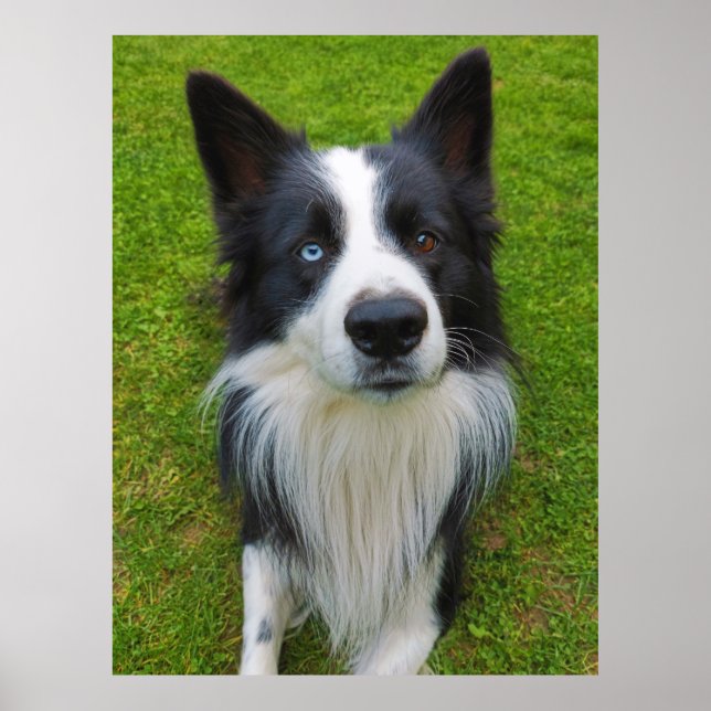 Border Collie Poster (Vorne)