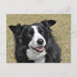 Border Collie Postkarte