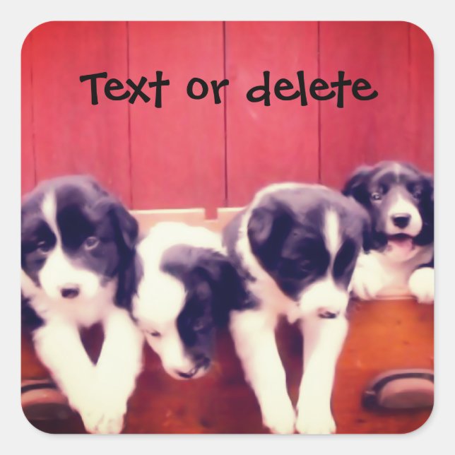 Border Collie Puppies In Drawer Personalized Quadratischer Aufkleber (Vorderseite)