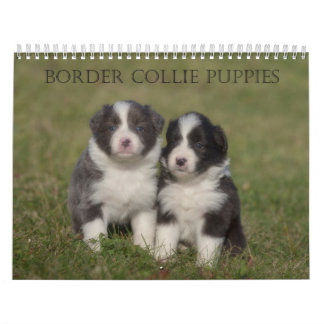 Border Collie Puppies Mauerkalender Kalender