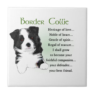 Border Collie Puppy Fliese