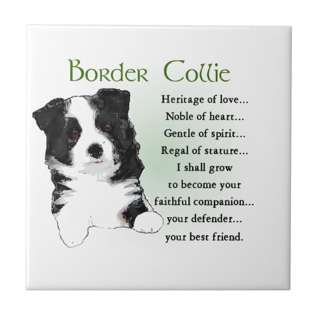 Border Collie Puppy Fliese (Vorderseite)