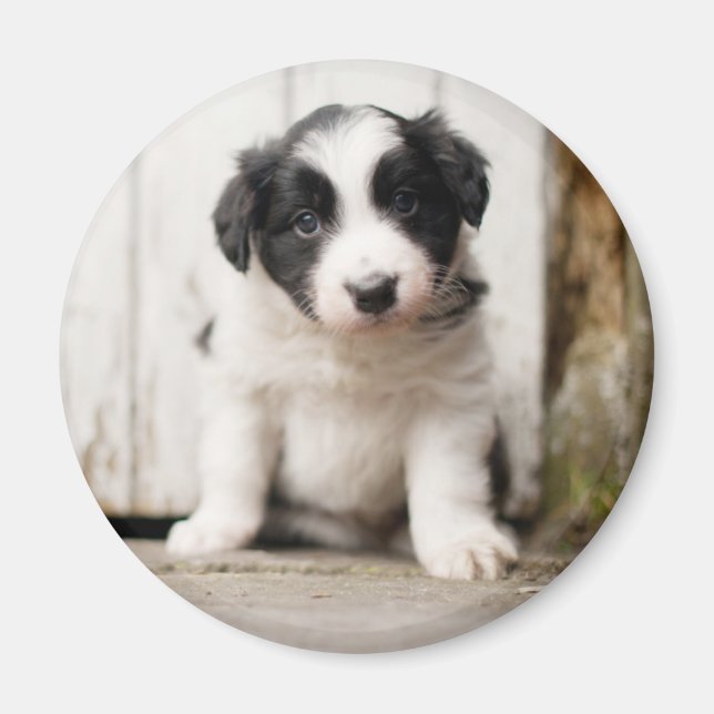 Border Collie Puppy Magnet (Vorne)