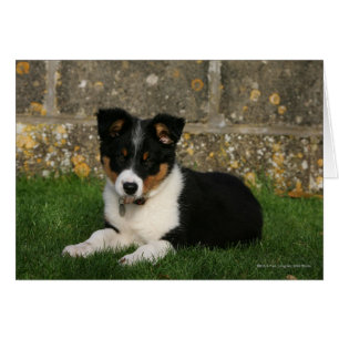 Border Collie Puppy mit Leaf im Mund